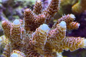 Acropora Millepora rainbow Thumbnail