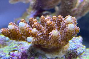 Acropora Millepora pink Thumbnail