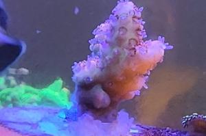 Red Planet Acropora Coral Thumbnail