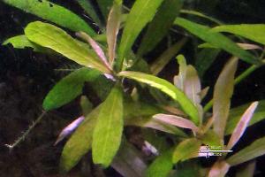 Hygrophila polysperma Thumbnail