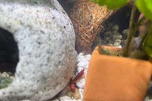 Red Cherry Shrimp Thumbnail