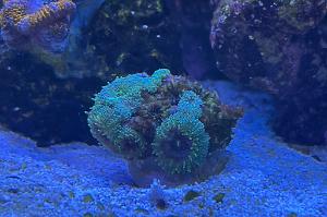 Micromussa Coral Thumbnail