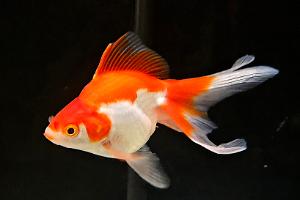 Ryukin Goldfish Thumbnail