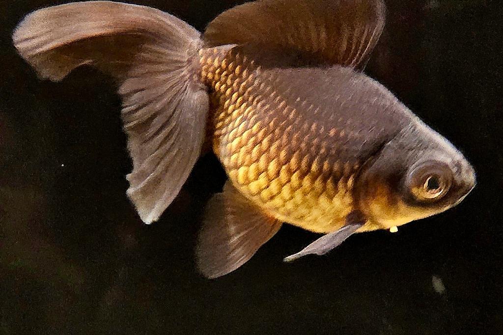 Black Moor Goldfish / Carassius auratus Black Moor Goldfish 42