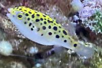 Green Spotted Puffer Thumbnail