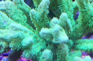 Horn Coral Thumbnail