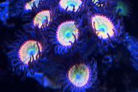 Sunny D Zoanthids Thumbnail