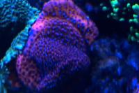 Mystic Sunset Montipora Coral Thumbnail