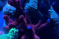  Montipora Digitata Thumbnail