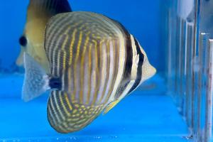 Desjardini Sailfin Tang Thumbnail