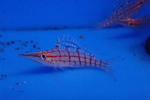 Longnose Hawkfish Thumbnail