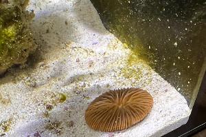 Short Tentacle Plate Coral Thumbnail