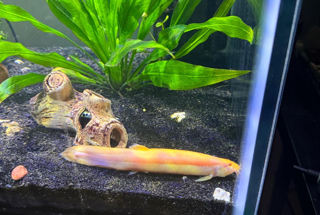 Gold dojo loach