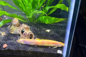 Gold dojo loach Thumbnail