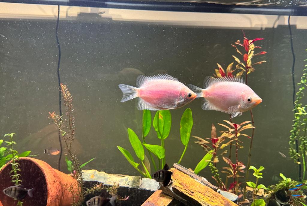 Pink kissing Gourami