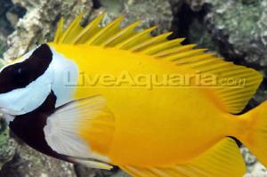 Foxface Rabbitfish Thumbnail