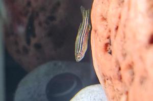 Zebra Danio Thumbnail