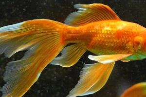 Vailtail Goldfish Thumbnail