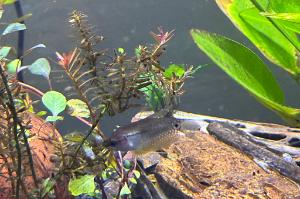 Pearl Gourami