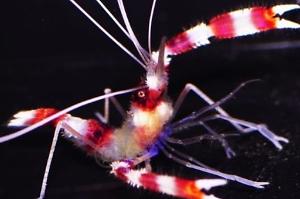 Banded Coral Shrimp Thumbnail