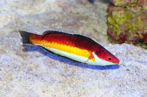 Naoko's Fairy Wrasse Thumbnail