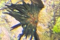 Whitespot Urchin Thumbnail