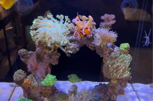 Red sea max nano 20g Thumbnail