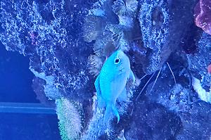 Blue Chromis Thumbnail