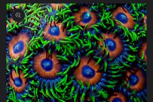 eagle eye zoa Thumbnail