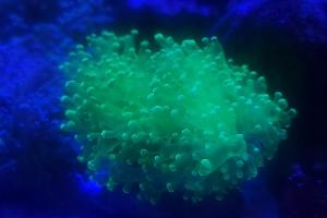 Lumi Green Octo Frogspawn Thumbnail