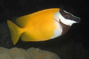 Foxface Rabbitfish Thumbnail