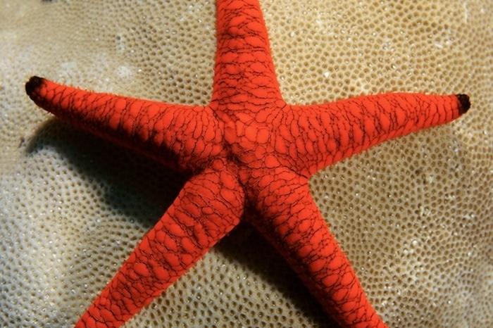 Red Thorny Starfish / Echinaster echinophorus 47