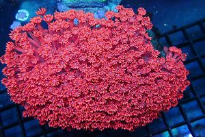 Red Goniopora Thumbnail