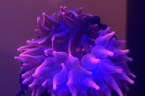 Pink Black Widow Bubble Tip Anemone Thumbnail