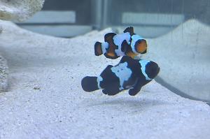 Black Storm Clownfish Thumbnail