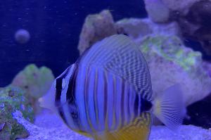 Sailfin Tang Thumbnail