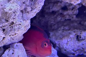 Flame Hawkfish Thumbnail