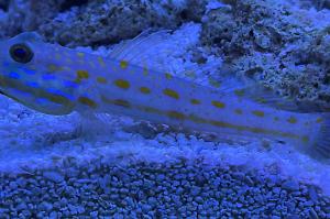 Orange Spotted Goby Thumbnail