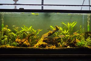 55 Gallon Aquarium  Thumbnail