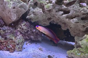 Purple Firefish Thumbnail