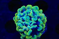 Rainbow Hammer Coral Thumbnail