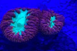 Big Polyp Blastomussa Coral Thumbnail