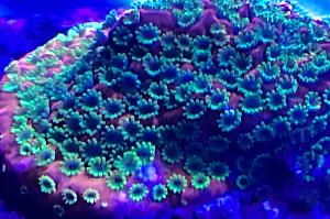 Sunset Montipora Thumbnail