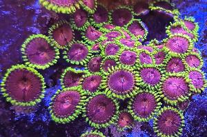 Eagle Eye Zoa Thumbnail