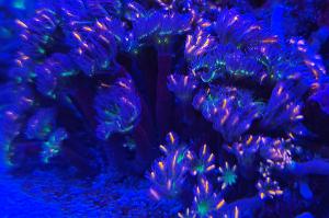 Rainbow Clove Polyps Thumbnail