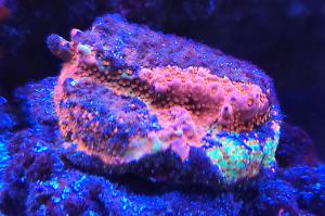 Chili Pepper Montipora Thumbnail