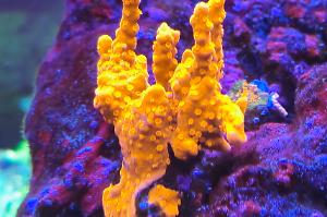 Montipora Setosa Thumbnail