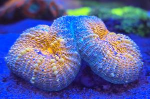 Lobophyllia Brain Coral Thumbnail