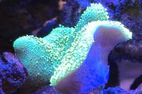 Toadstool Mushroom Leather Coral