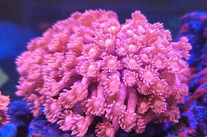 Red Goniopora Thumbnail